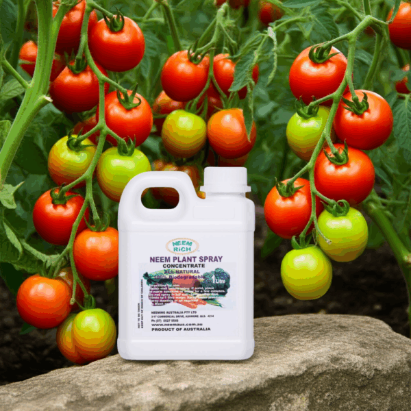 1L Neem Plant Spray - Concentrated (2 pints 2 fl ozs) - Image 6