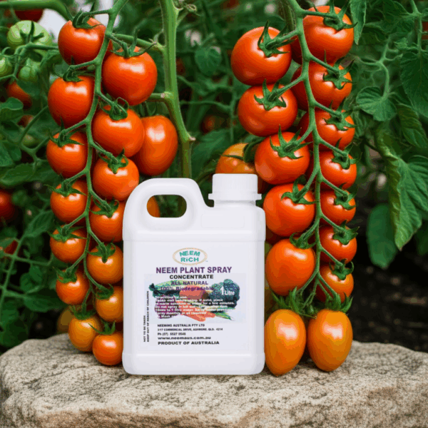 1L Neem Plant Spray - Concentrated (2 pints 2 fl ozs) - Image 4