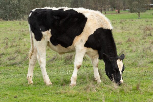 5L Cattle Wash concentrate - Image 5