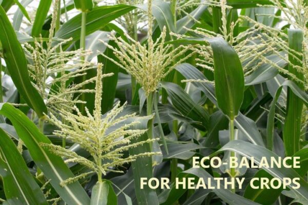 eco-balance Supreme Plant Spray 750ml - Image 6