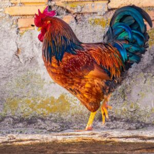 Chicken Food Supplement 2kgs
